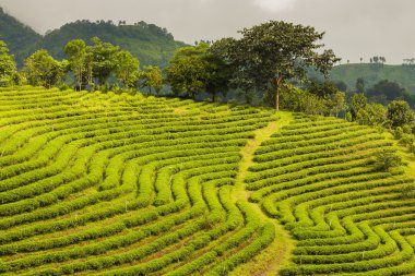 Kuzeyinde Tayland çay plantasyon bulun