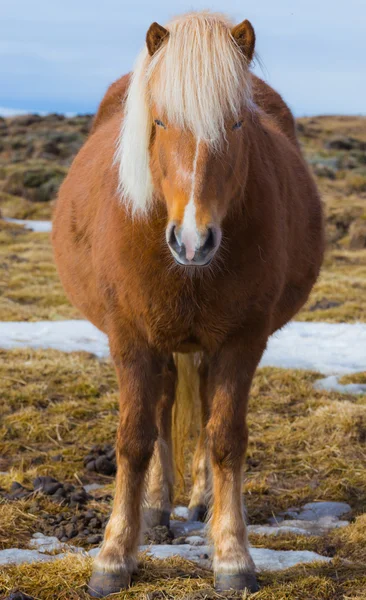 Gravid islandshäst — Stockfoto