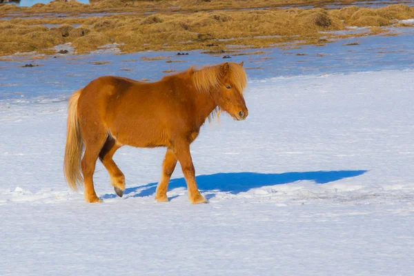 Cavalli islandesi nel campo di neve — Foto Stock