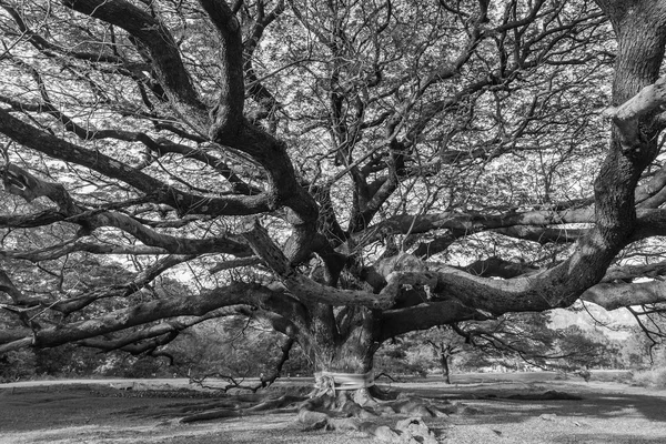 Preto e branco Árvore gigante — Fotografia de Stock