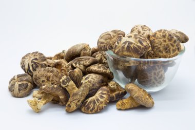 Alan mantar kurutulmuş