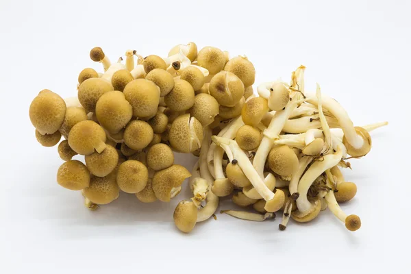 棕色山毛榉蘑菇 — 图库照片