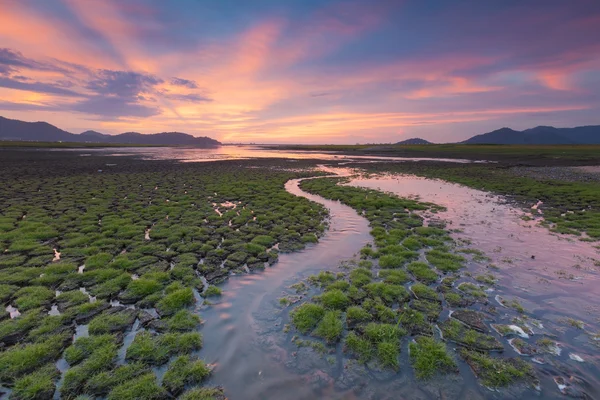 Hermoso cielo durante la puesta del sol, suelo agrietado con pequeña hierba verde — Foto de Stock