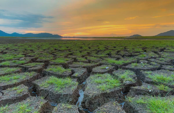 Sol séché avec texture d'herbe verte pendant le coucher du soleil — Photo