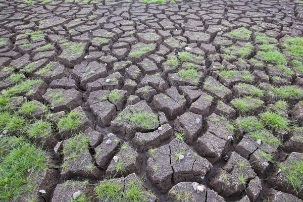 Texture de sol séchée avec herbe verte de naissance précoce — Photo