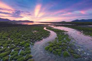 Küçük su yolları ile erken doğum yeşil cam kırık zemin üzerinde