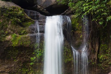 Derin orman şelaleler