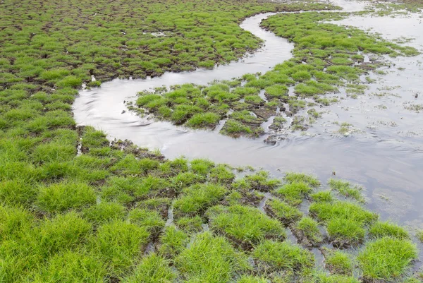 Maneira pequena da água com vidro verde nascimento precoce — Fotografia de Stock