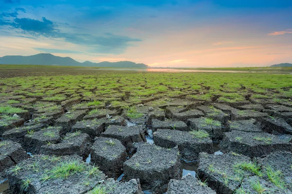 Terra rachadura com pequena grama de nascimento precoce com horizonte bonito — Fotografia de Stock