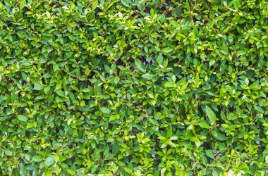 yeşil yaprakları duvar