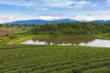 Çay plantasyon highland kuzeyinde Tayland
