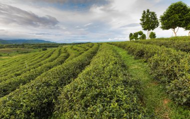 Çay plantasyon güzel görünümü