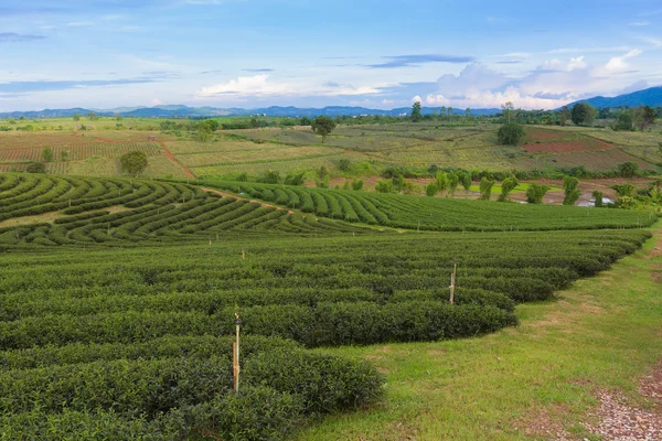 Plantation de thé sur montagne — Photo