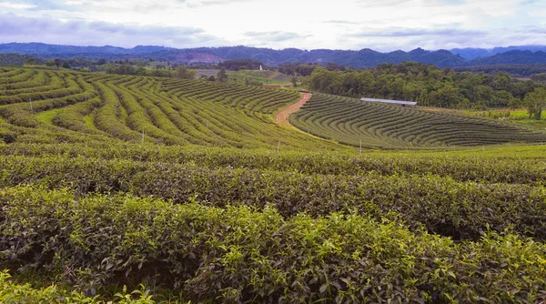 Vue aérienne de la plantation de thé vert — Photo