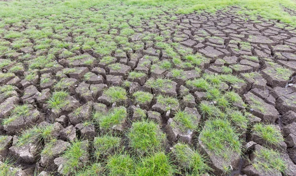 Bakgrundsstruktur av torr sprucken jord med lite gräs — Stockfoto