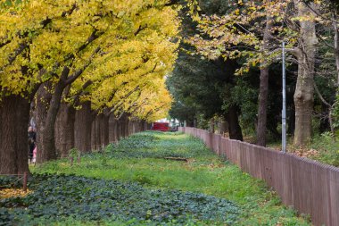 Japon sonbahar Parkı, sarı Ginkgo ağacı
