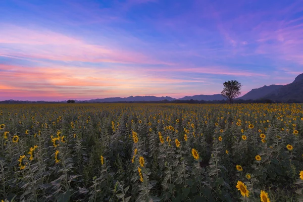 Подсолнечное поле расцветает с красивым небом — стоковое фото