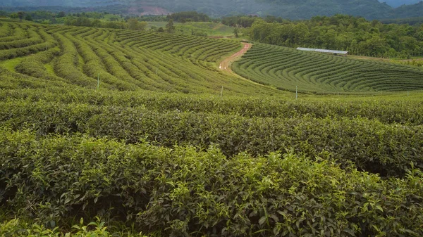 Plantation de thé cameron Highlands — Photo