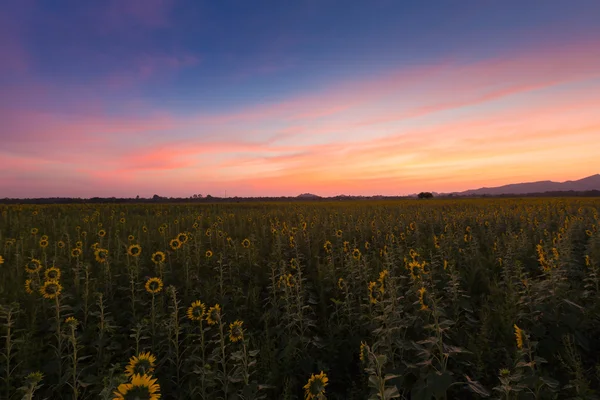 Прекрасное небо над полем подсолнуха — стоковое фото