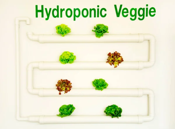 Lettuce Hydroponic Veggie Model Japanese Clay — Stock Photo, Image