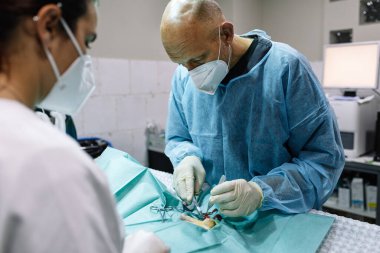 Ameliyathanede veteriner bir cerrahın köpeği hadım etmesi..
