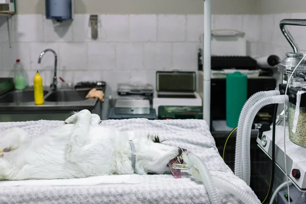 Animal doméstico em uma mesa de sala de cirurgia, anestesiado e dormindo para cirurgia. — Fotografia de Stock