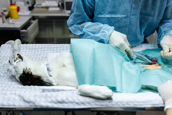 Clínica veterinaria moderna, se realiza una operación en un animal doméstico en la mesa de operaciones. Castración de un perro. — Foto de Stock