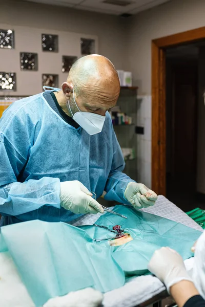 Cirujanos veterinarios. la operación de circuncisión. clínica veterinaria. Castración animal — Foto de Stock