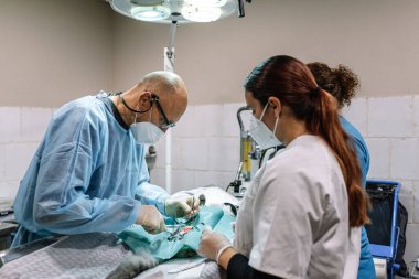Veterinerler ameliyathanede kedileri kısırlaştırıyorlar.