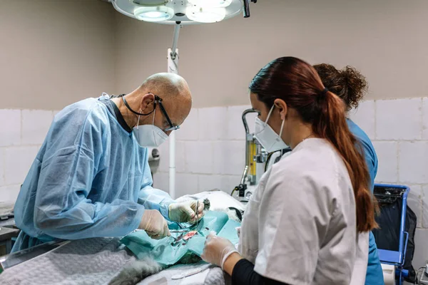 Veterinerler ameliyathanede kedileri kısırlaştırıyorlar.