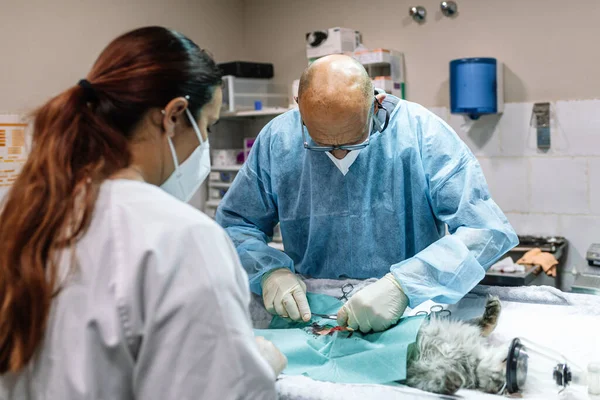 Médicos con abrigos azules y guantes realizan una operación para esterilizar a un gato doméstico. — Foto de Stock