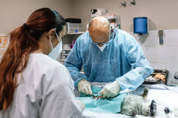 Mavi önlüklü ve eldivenli doktorlar evcil bir kediyi sterilize etmek için ameliyat yapıyorlar.. 