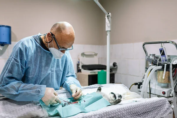 Cirugía veterinaria en quirófano. — Foto de Stock