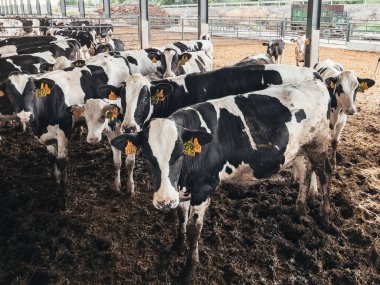 Mandıra inekleri modern bir açık hava ineğinde otluyor.