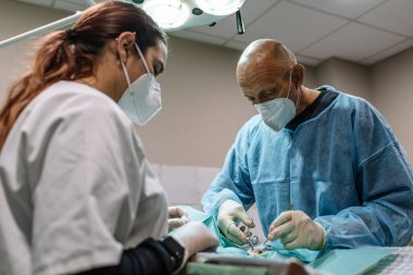 İki veteriner cerrah ameliyathanede bir hayvana kısırlaştırma ameliyatı yapıyor..