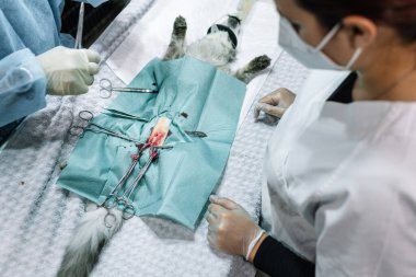 Veteriner cerrahlardan oluşan bir ekip veteriner kliniğinde bir hayvanı ameliyat ediyor..