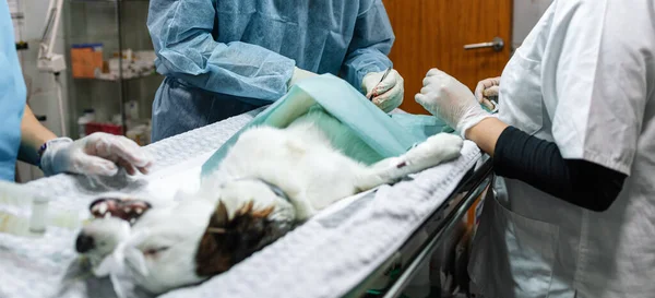 Zespół profesjonalnych lekarzy weterynarii wykonujących operację na zwierzęciu. — Zdjęcie stockowe