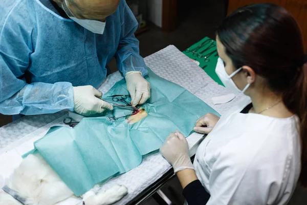 Dos veterinarios que realizan cirugía a un animal en un quirófano. — Foto de Stock