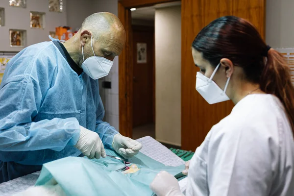 Veterinary surgeons performing a surgery on a pet in an operating room.