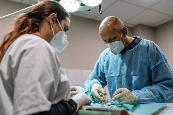 Dos cirujanos veterinarios realizan una operación de esterilización en un animal en un quirófano. — Foto de Stock