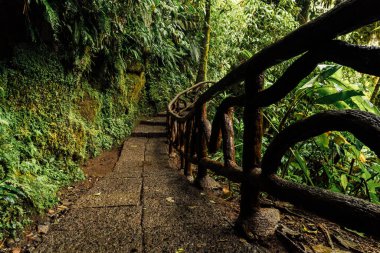 Ormanda bir patika var. Macera konsepti.
