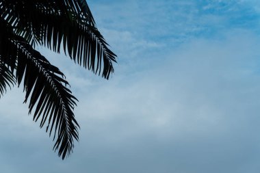 Gün batımında açık gökyüzüne karşı tropikal palmiye ağacı.