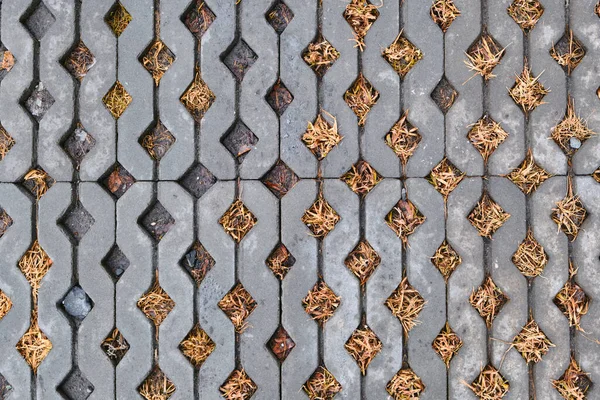 Sarı otlar kaldırımın kare hücrelerinde yetişir..