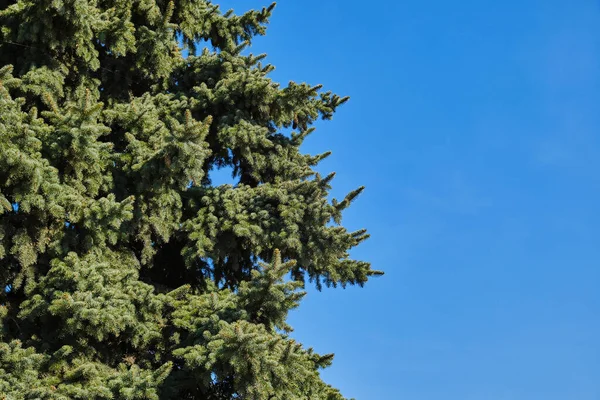 Baharda ladin, mavi gökyüzüne karşı ladin, gündoğumunda çam..