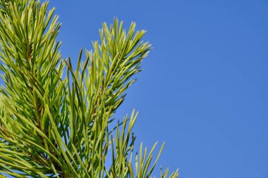 Spruce yakın plan. İğneli kozalaklı dalların parlak arkaplanı mavi gökyüzüne karşı güneş ışığıyla aydınlatılıyor.