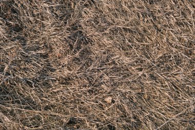 Kuru sarı çimen dokusu.