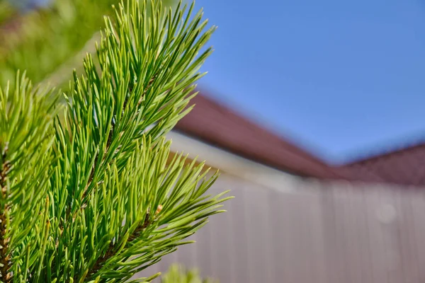 Spruce yakın plan. İğneli kozalaklı dalların parlak arkaplanı mavi gökyüzüne karşı güneş ışığıyla aydınlatılıyor.