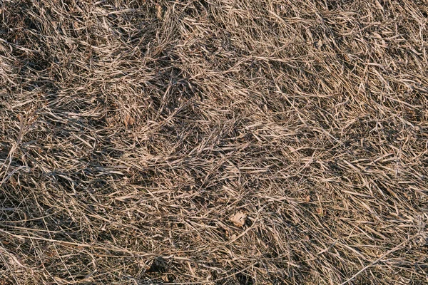 Kuru sarı çimen dokusu.