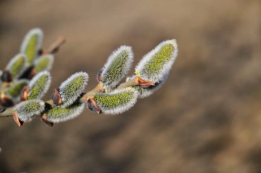 Willow flowers on a branch, blooming pussy willow in the spring forest. Palm Sunday symbol, earrings for Easter background. delicate flowers of willow in spring, symbols of spring.