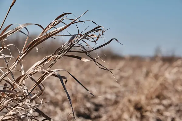 Kuru çimen çiçekleri rüzgarda savrulur tarlada.